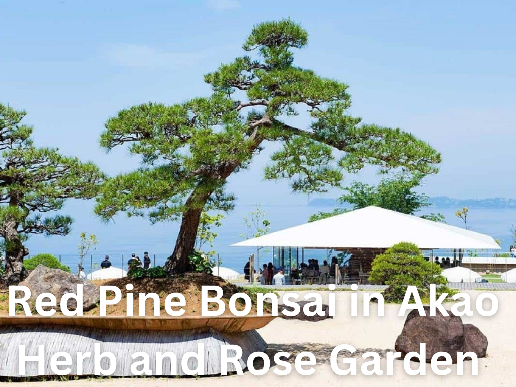 Red Pine Bonsai in Akao Herb and Rose Garden 