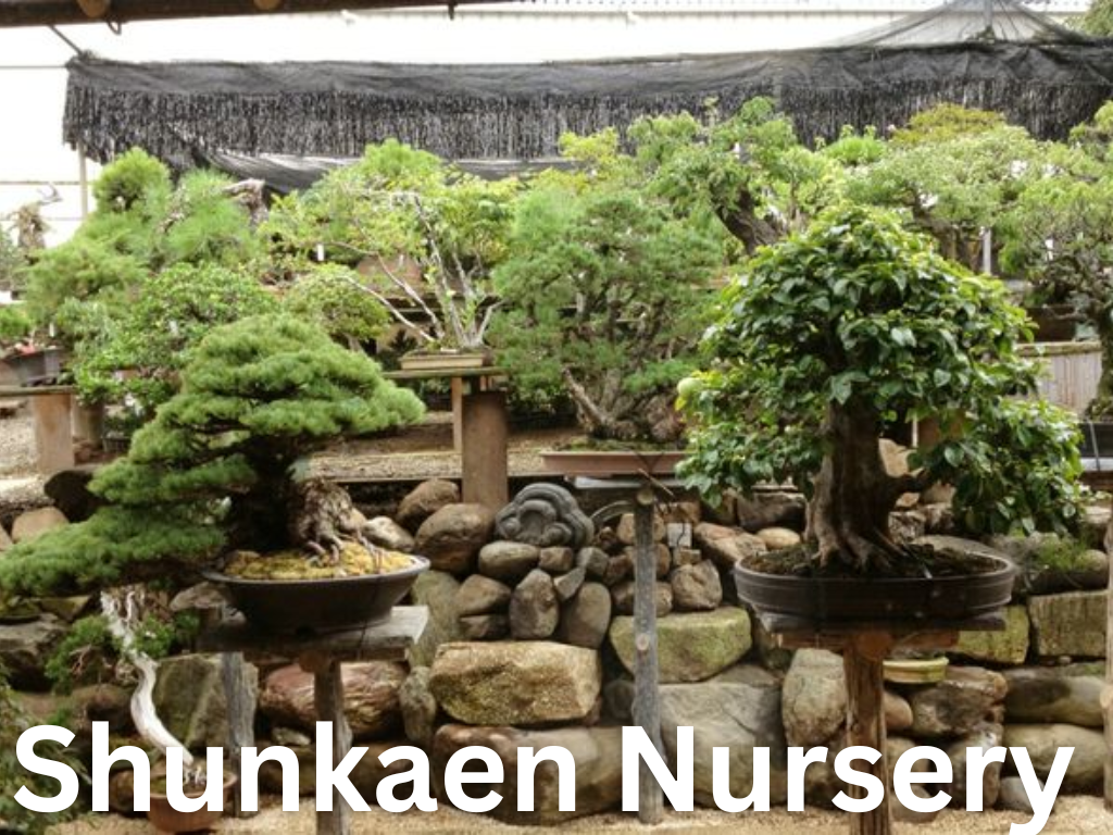 Shunkaen Nursery