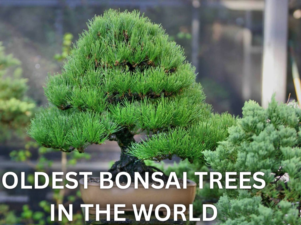  Oldest Bonsai Trees