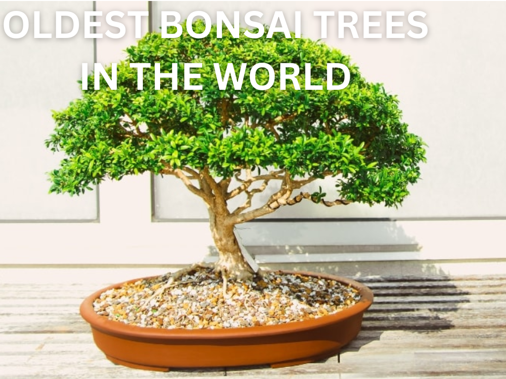  Oldest Bonsai Trees 