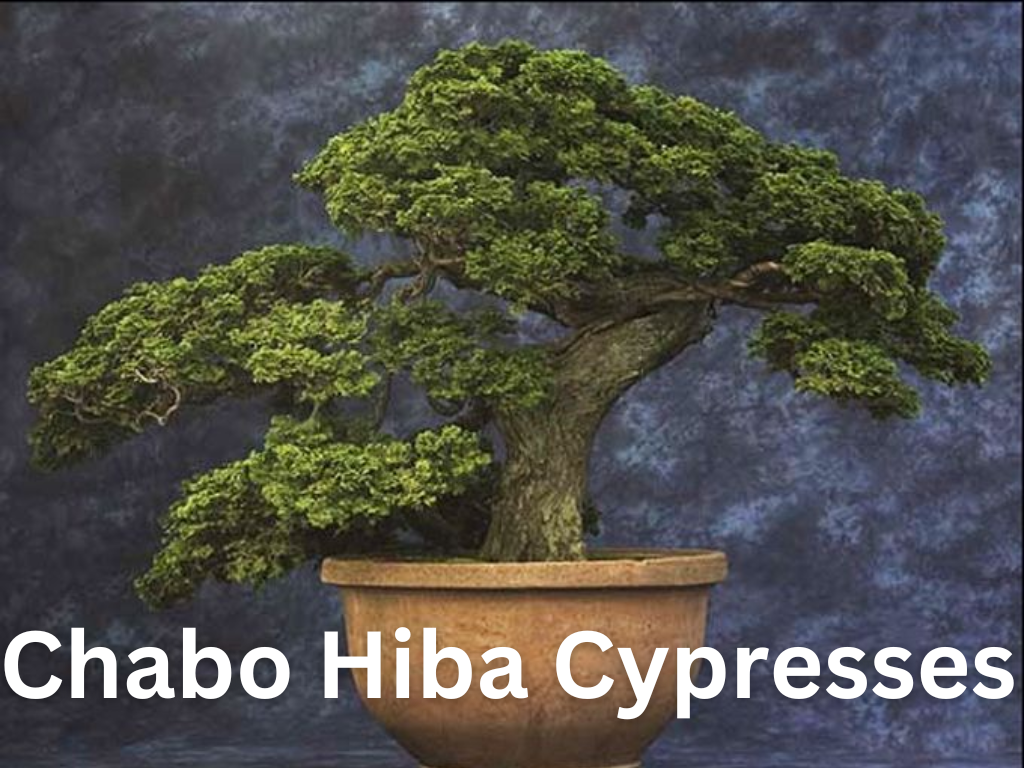 Chabo Hiba Cypresses