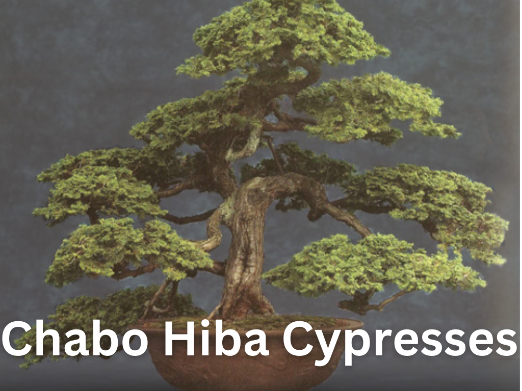 Chabo Hiba Cypresses
