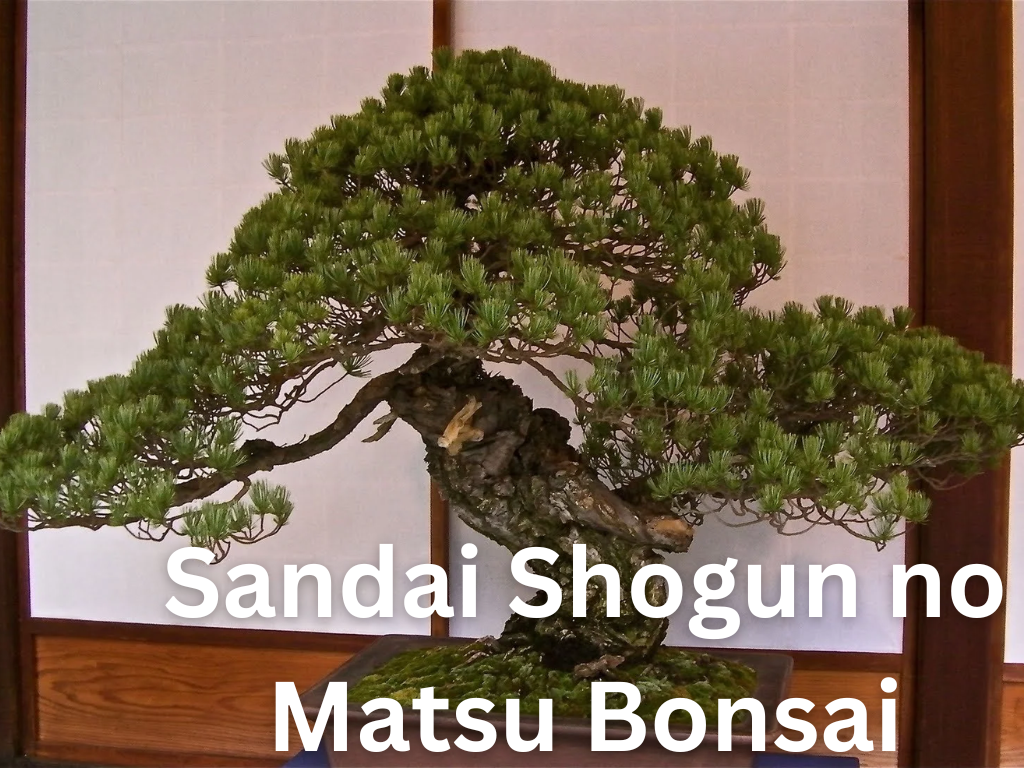 Sandai Shogun no Matsu Bonsai