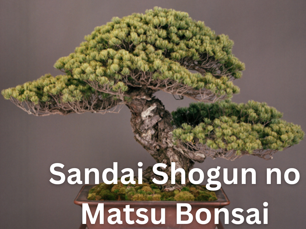Sandai Shogun no Matsu Bonsai