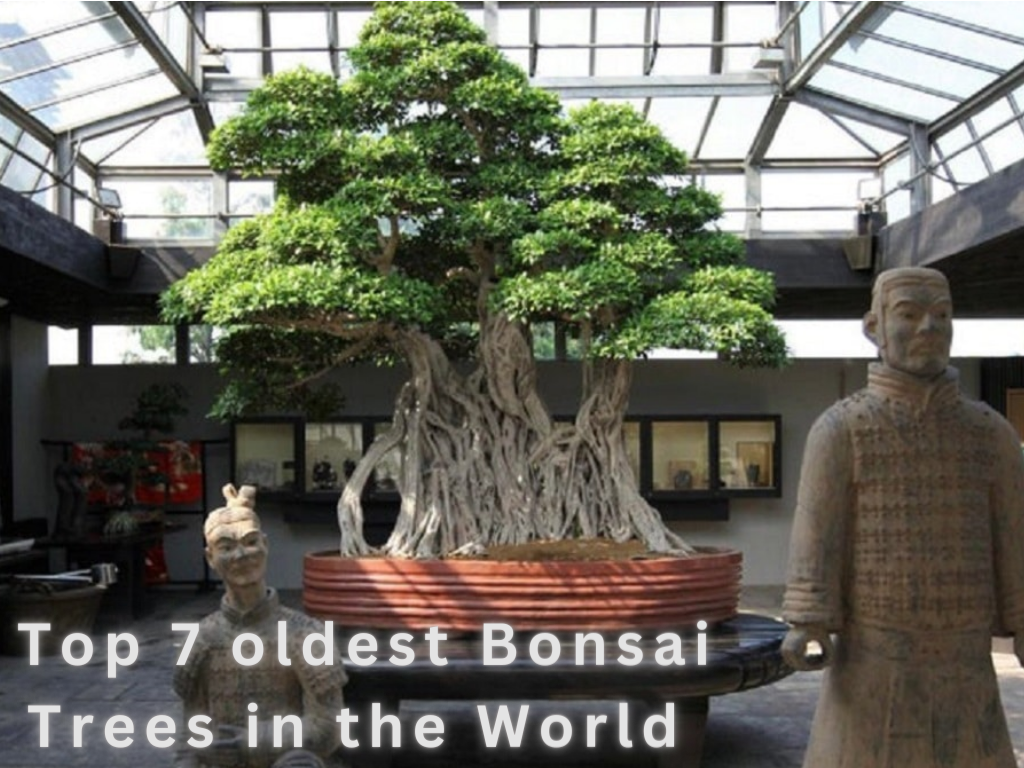 Oldest Bonsai Trees